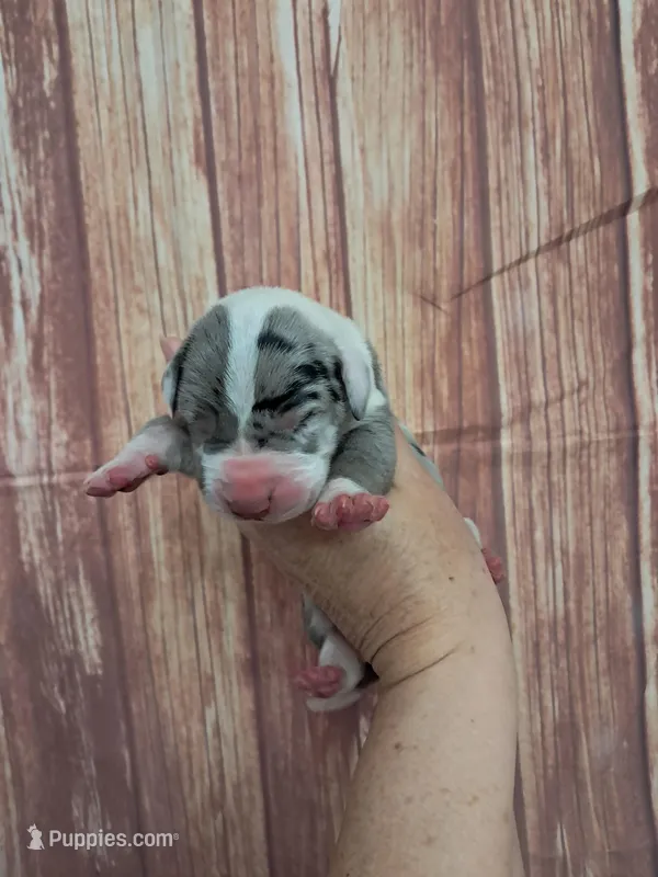 AKC Toby – Great Dane puppy for sale in Durand, IL