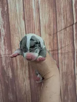 AKC Toby, a male Great Dane for sale in Durand, IL – Photo 1 of 3