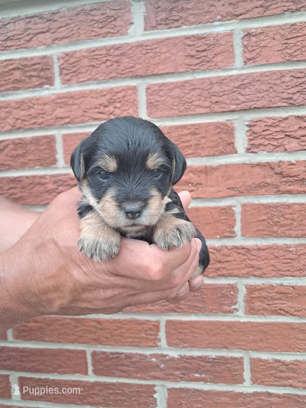 Bella – Yorkshire Terrier puppy for sale in Durand, IL