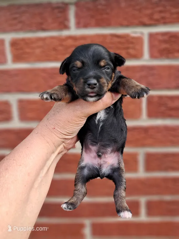 Shilo, a male Yorkshire Terrier for sale in Durand, IL – 1 of 3