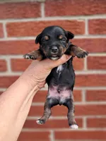 Shilo, a male Yorkshire Terrier for sale in Durand, IL – 1 of 3