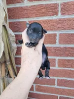 AKC Luna, a female Yorkshire Terrier for sale in Durand, IL – 1 of 3