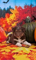 AKC Reba, a female Australian Shepherd for sale in Durand, IL – 7 of 10
