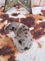 AKC Dolly, a female Australian Shepherd for sale in Durand, IL – 2 of 4