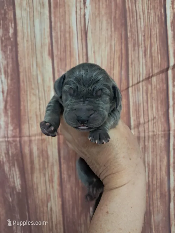 AKC Maize – Great Dane puppy for sale in Durand, IL