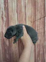 AKC Maize, a female Great Dane for sale in Durand, IL – Photo 2 of 3