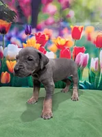 AKC Maize, a female Great Dane for sale in Durand, IL – Photo 3 of 5