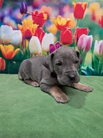 AKC Maize, a female Great Dane for sale in Durand, IL – Photo 4 of 5