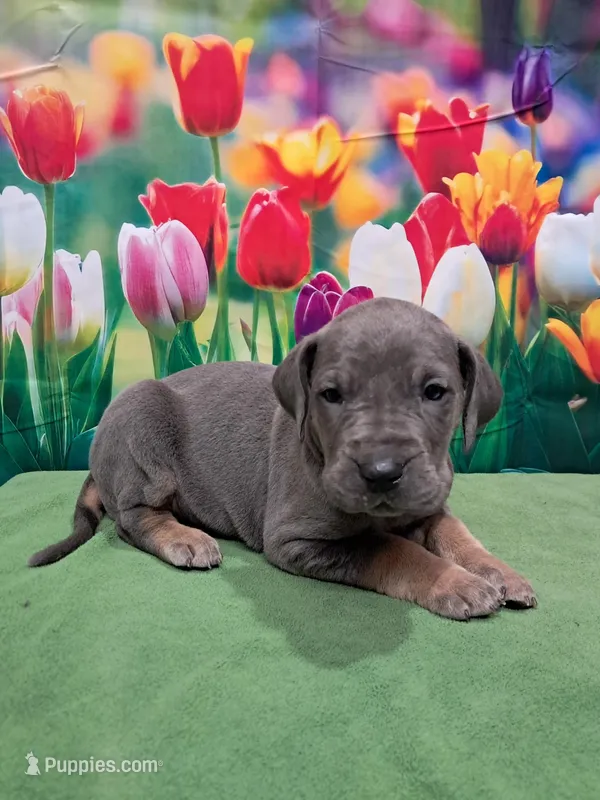 AKC Maize – Great Dane puppy for sale in Durand, IL