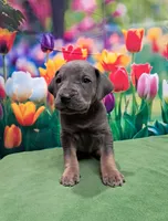 AKC Maize, a female Great Dane for sale in Durand, IL – Photo 2 of 5