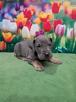 AKC Maize, a female Great Dane for sale in Durand, IL – Photo 5 of 5