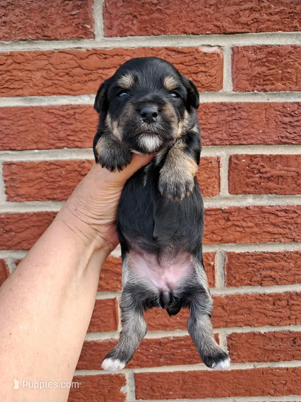 Chloe – Yorkshire Terrier puppy for sale in Durand, IL