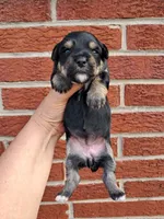 Chloe, a female Yorkshire Terrier for sale in Durand, IL – 1 of 3