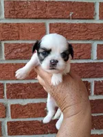 Maddie, a female Shih Tzu for sale in Durand, IL – 2 of 3