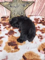 Jack, a male Shih Tzu for sale in Durand, IL – 4 of 7