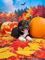 AKC Ella, a female Australian Shepherd for sale in Durand, IL – 1 of 8