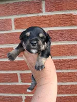 Chloe, a female Yorkshire Terrier for sale in Durand, IL – 2 of 3