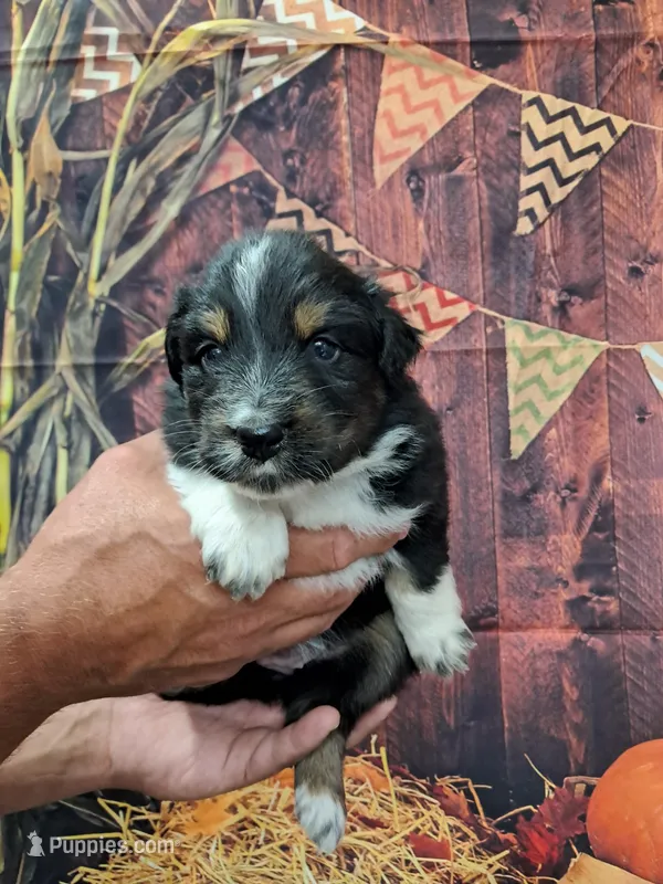 AKC Ella – Australian Shepherd puppy for sale in Durand, IL