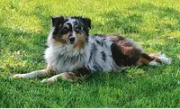 AKC Faith, a female Australian Shepherd for sale in Durand, IL – 4 of 4