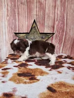 Rustin, a male Shih Tzu for sale in Durand, IL – 2 of 4