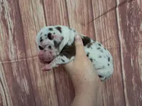 AKC Jasper, a male Great Dane for sale in Durand, IL – Photo 2 of 3