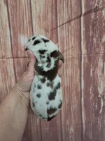 AKC Jasper, a male Great Dane for sale in Durand, IL – Photo 3 of 3