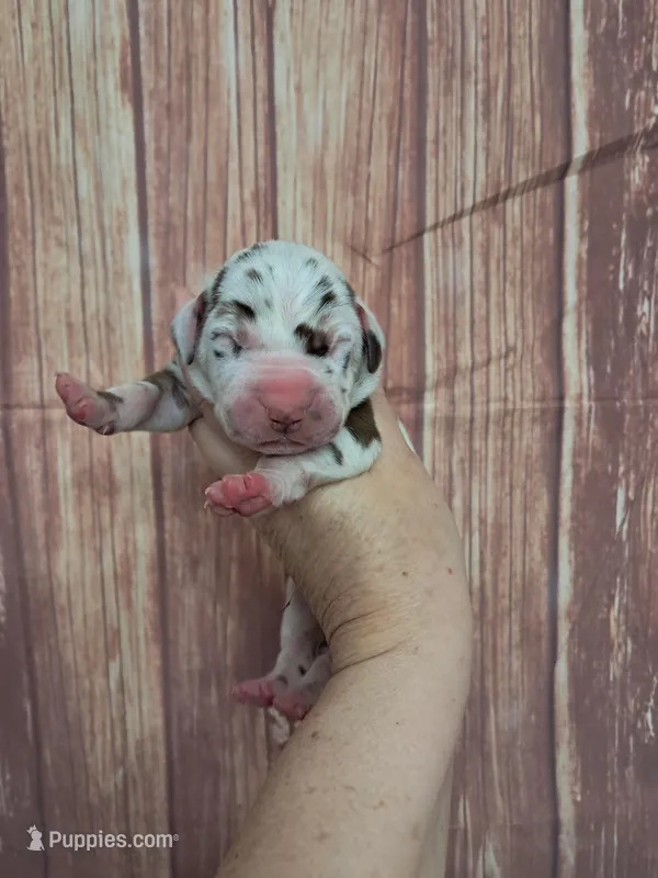 AKC Jasper – Great Dane puppy for sale in Durand, IL