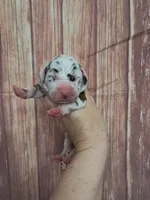 AKC Jasper, a male Great Dane for sale in Durand, IL – Photo 1 of 3