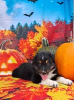 AKC Ella, a female Australian Shepherd for sale in Durand, IL – 2 of 8