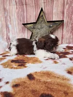 Rustin, a male Shih Tzu for sale in Durand, IL – 3 of 4