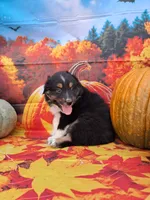 AKC Ella, a female Australian Shepherd for sale in Durand, IL – 3 of 8