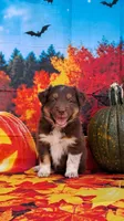 AKC Reba, a female Australian Shepherd for sale in Durand, IL – 1 of 10