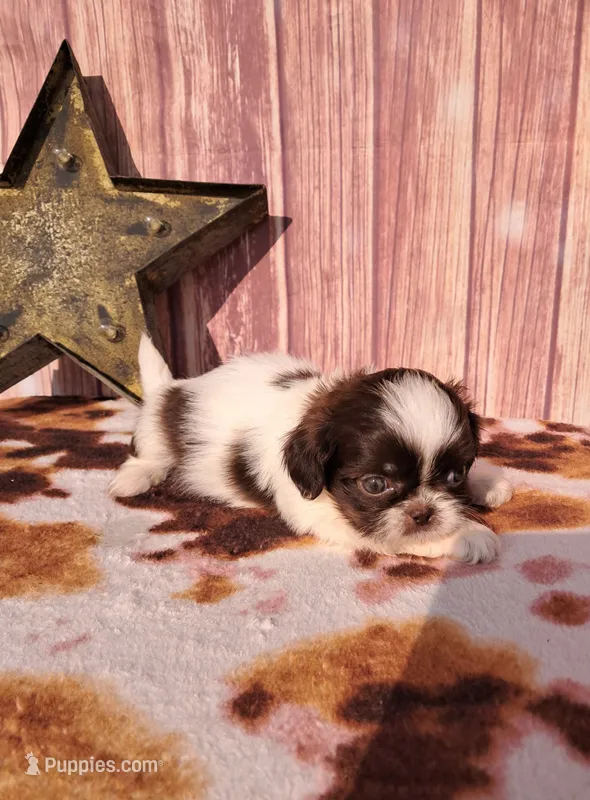 Chloe – Shih Tzu puppy for sale in Durand, IL