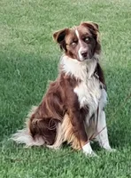 AKC Ella, a female Australian Shepherd for sale in Durand, IL – 3 of 4