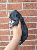 Jack, a male Shih Tzu for sale in Durand, IL – 1 of 3