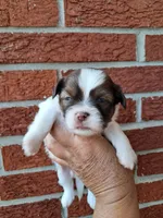 Charlie, a male Shih Tzu for sale in Durand, IL – 2 of 3