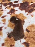 AKC Reba, a female Australian Shepherd for sale in Durand, IL – 2 of 4