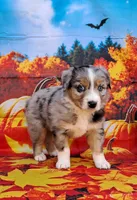 AKC Faith, a female Australian Shepherd for sale in Durand, IL – 4 of 10