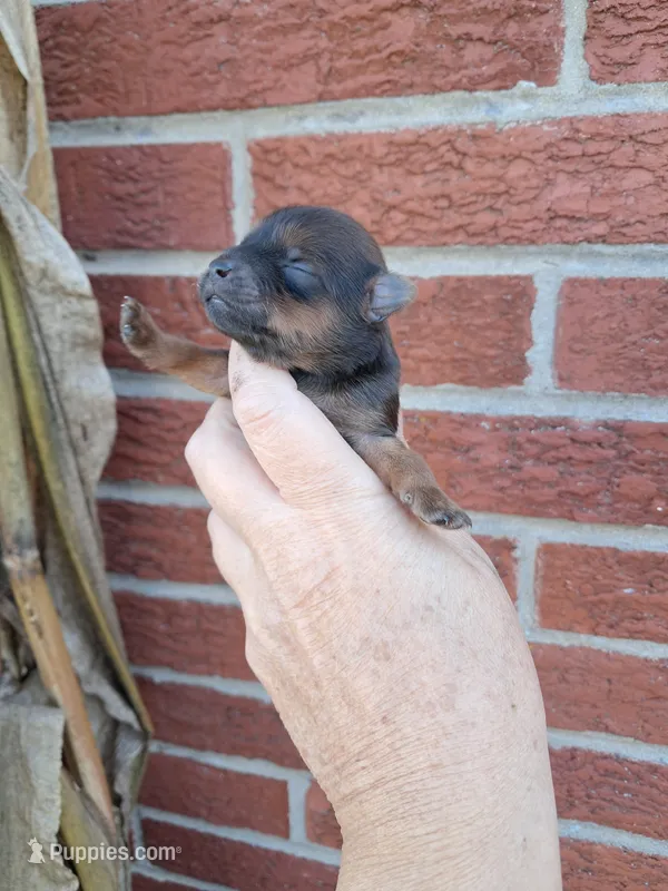 AKC Daisy – Yorkshire Terrier puppy for sale in Durand, IL