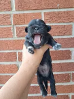 Jack, a male Shih Tzu for sale in Durand, IL – 2 of 3