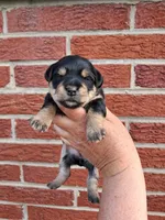 Bella, a female Yorkshire Terrier for sale in Durand, IL – 2 of 3