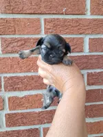 Chip, a male Shih Tzu for sale in Durand, IL – 2 of 3