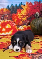 AKC Miranda, a female Australian Shepherd for sale in Durand, IL – 7 of 10