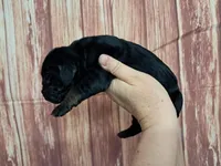 AKC Kenya, a female Great Dane for sale in Durand, IL – Photo 2 of 3