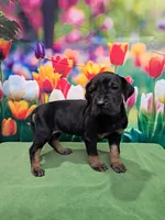 AKC Kenya, a female Great Dane for sale in Durand, IL – Photo 5 of 5