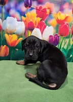 AKC Kenya, a female Great Dane for sale in Durand, IL – Photo 2 of 5