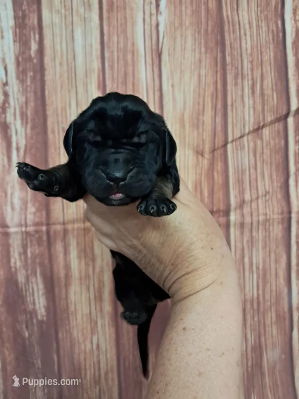 AKC Kenya – Great Dane puppy for sale in Durand, IL