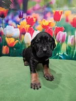 AKC Kenya, a female Great Dane for sale in Durand, IL – Photo 1 of 5