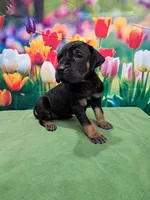 AKC Kenya, a female Great Dane for sale in Durand, IL – Photo 3 of 5