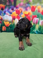 AKC Kenya, a female Great Dane for sale in Durand, IL – Photo 4 of 5